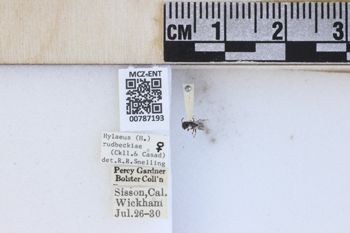 Media type: image;   Entomology 787193 Aspect: labels